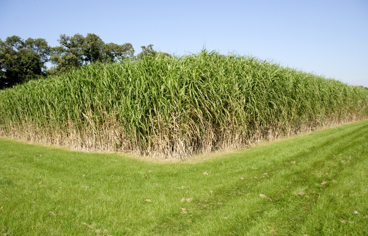 Corner of a field of Miscanthus, giant grass cultivated for Co2 offset.